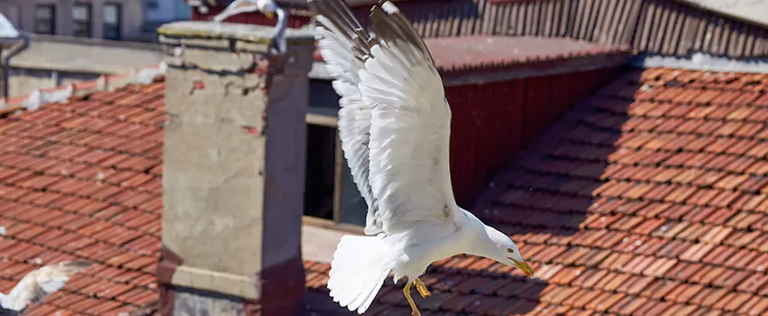 Residential Chimney Animal Removal Solution in Glen Avon, CA