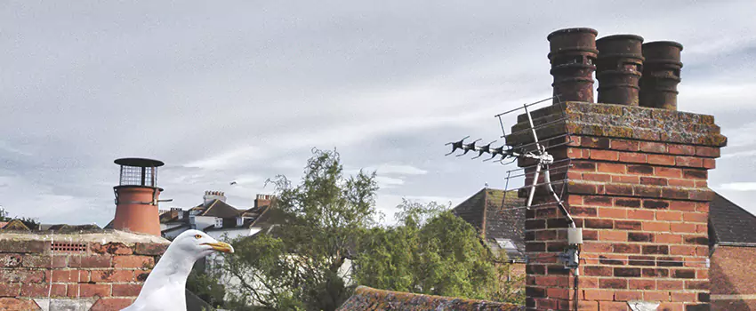 Chimney Cleaning And Restoration in Glen Avon, California